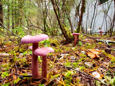 Western Amethyst Laccaria, Mt. Baker-Snoqualmie National Forest. Photo by Anne Vassar November 23, 2020.