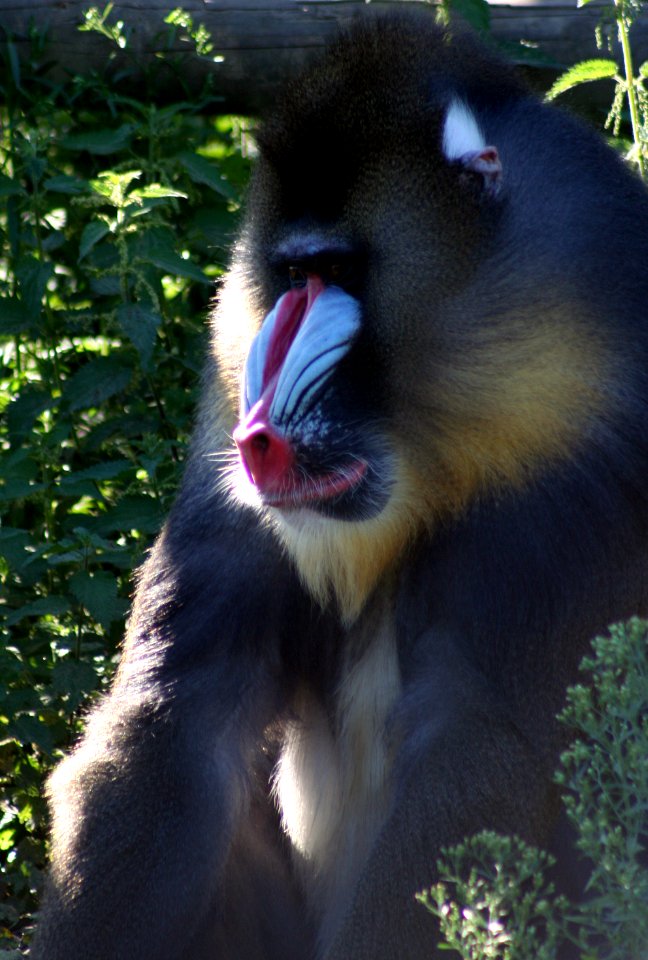 Wingham Wildlife Park