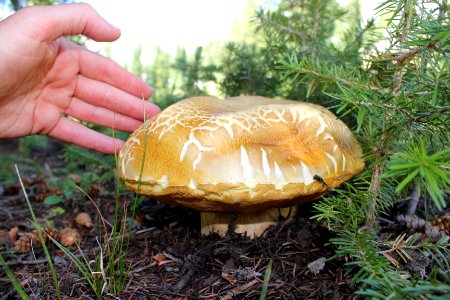 Mushroom near Frazier Lake, Eagle Cap Wilderness on the Wallowa-Whitman National Forest photo