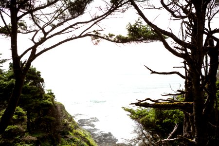 View of Devils Churn through Trees, Siuslaw National Forest photo