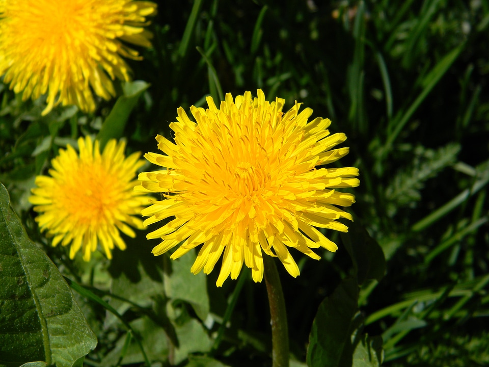 Summer flowers a yellow flower nature