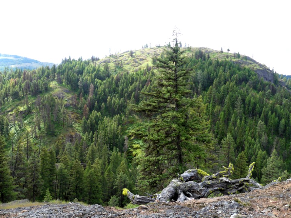 13 Mile Trail June 2020 lone tree by Sharleen Puckett
