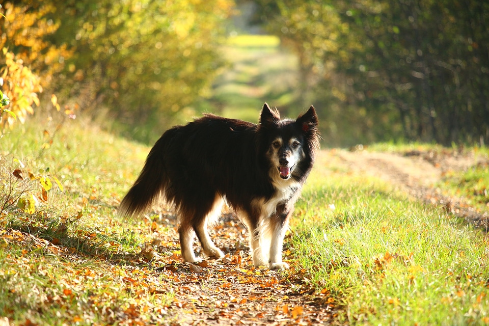Away fall foliage collie