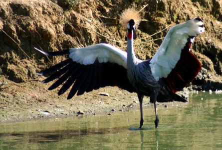 Wingham Wildlife Park