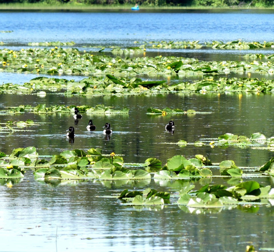 Colville NF Big Meadow Lake Trail ring neck duck flock June 2020 by Sharleen Puckett