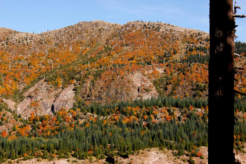 Autumn colors at Sheep Canyon, Mount St Helens National Volcanic Monument