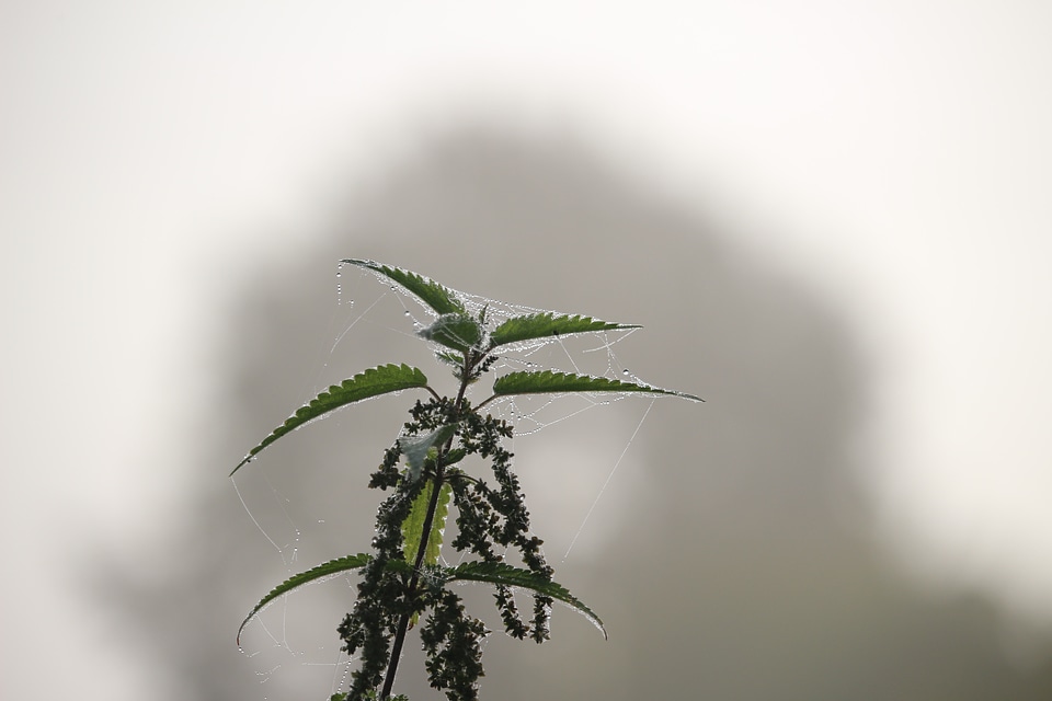 Nettle nature landscape