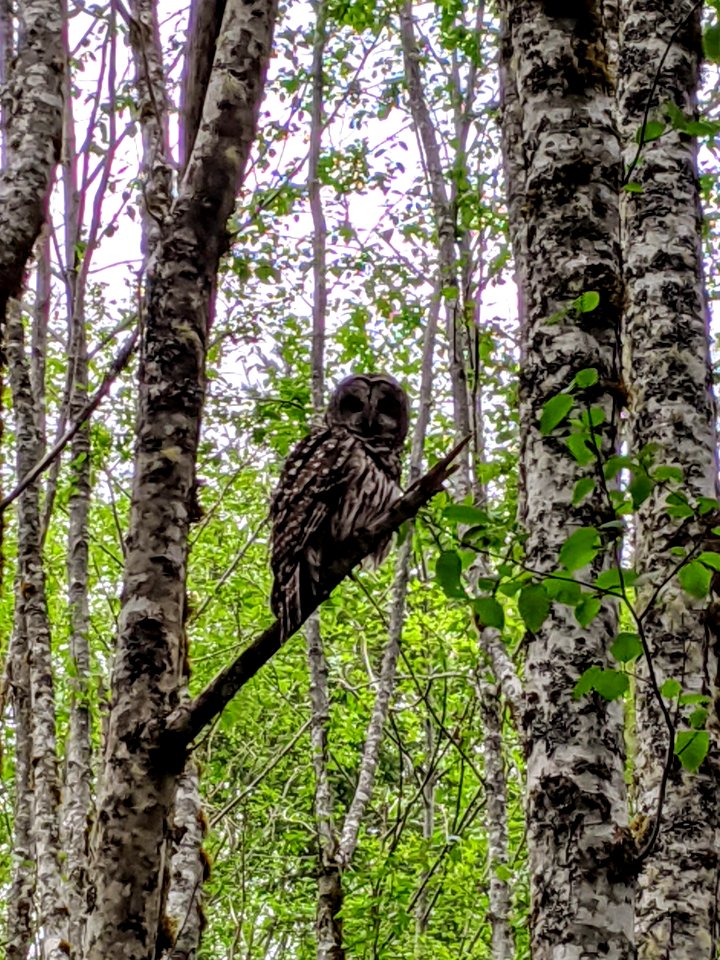 2020 Olympic Barred Owl along Big Quilcene