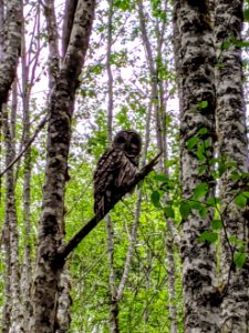 2020 Olympic Barred Owl along Big Quilcene