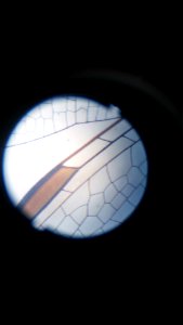 Microscope
