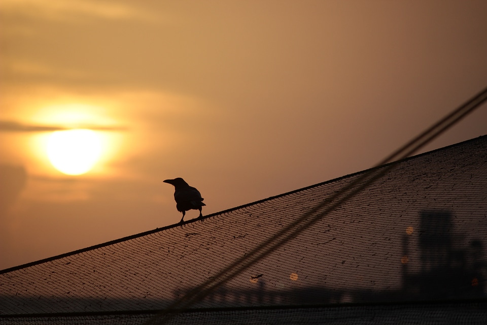 Bird silhouette crow fishing nets
