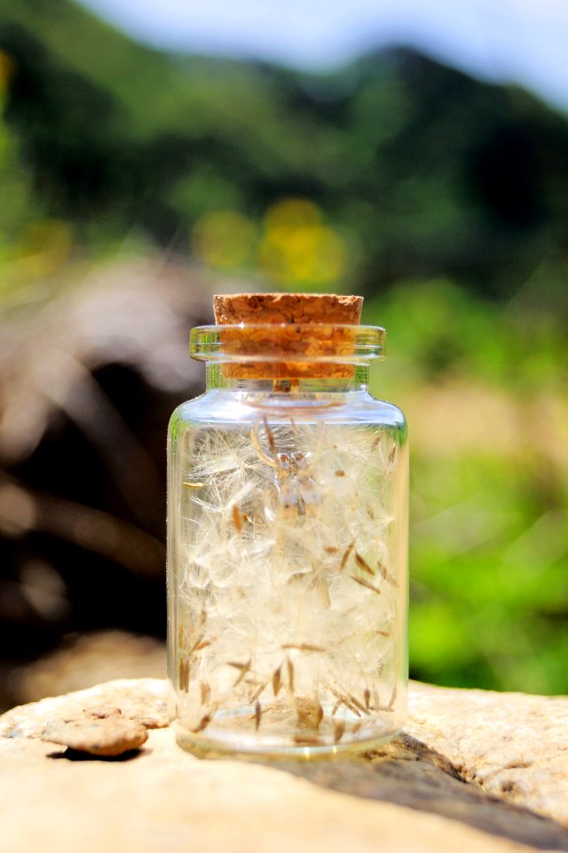 Dandelion Spore Collection