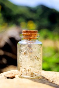 Dandelion Spore Collection