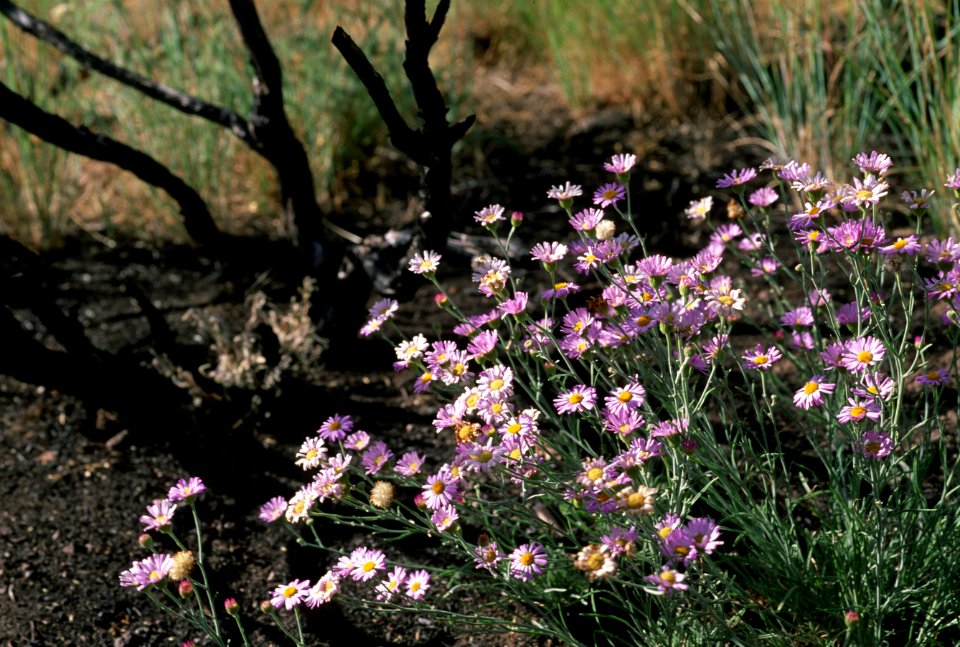 Field of Shasta Daisies.jpg