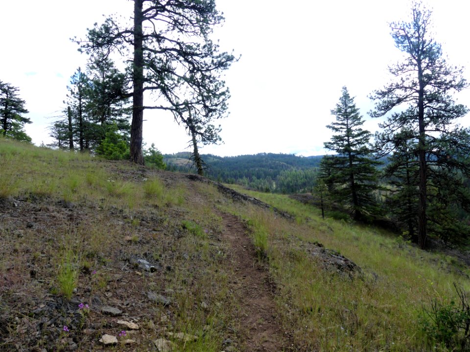 13 Mile Trail June 2020 summit by Sharleen Puckett