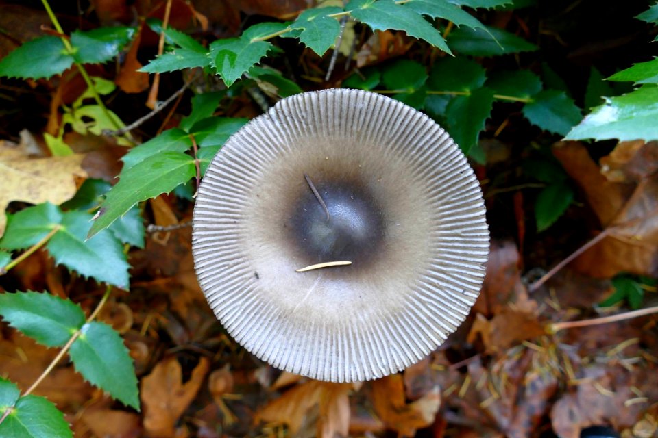 2019 Olympic Fungi in October. (USDA Forest Service photo by Betsy Howell)