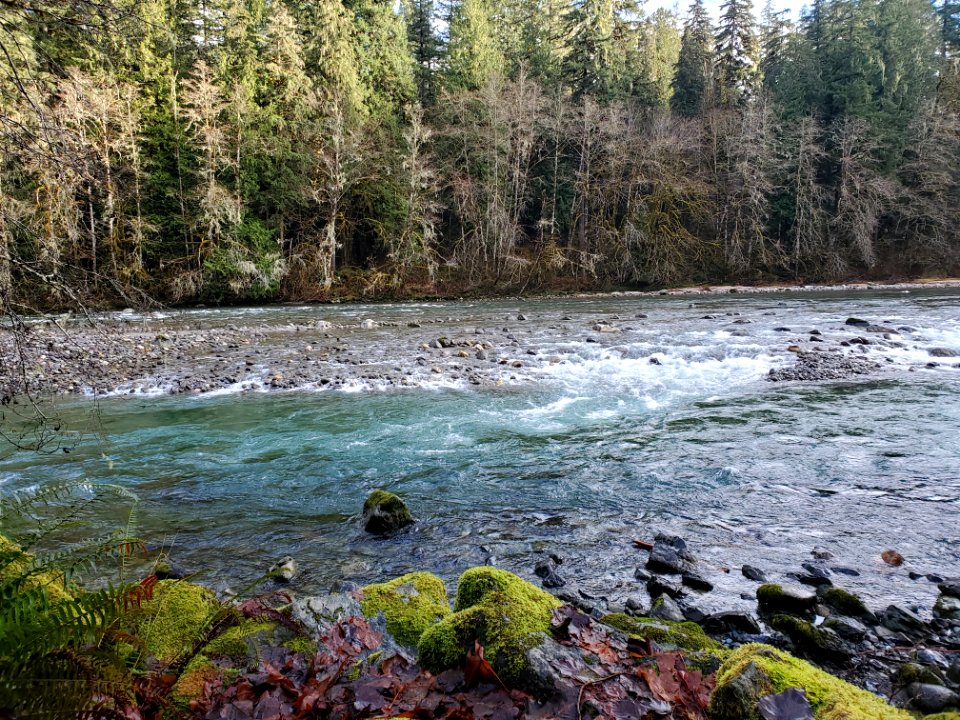 Sauk River near the Clear Creek confluence. Photo by Anne Vassar December 3, 2020.