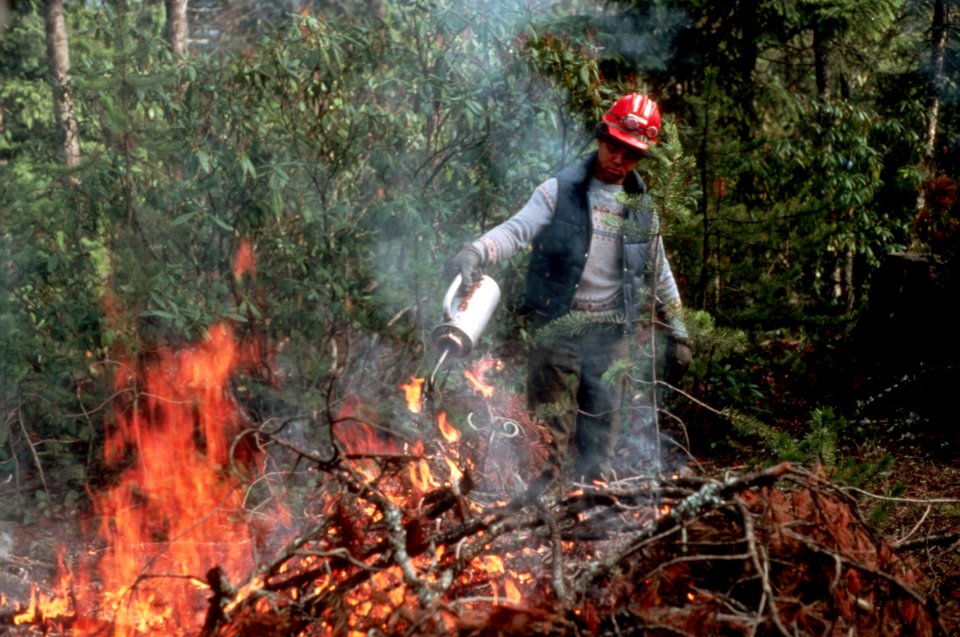 Logging slash burning-4.jpg