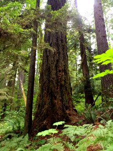 20190707   GPNF Woods Creek Watchable Wildlife Site Large Tree