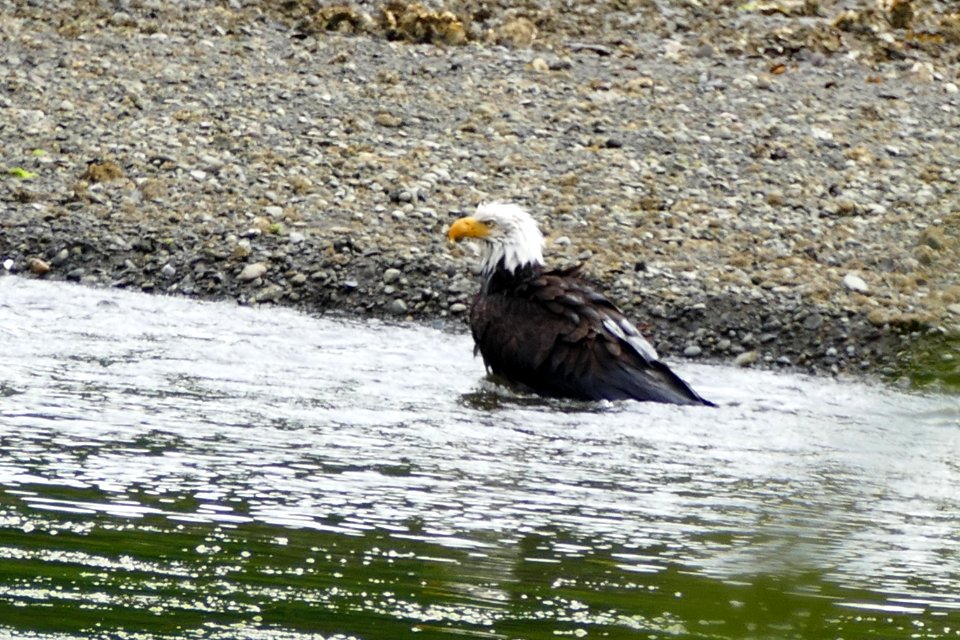 202006 Olympic Bald eagle taking a bath.