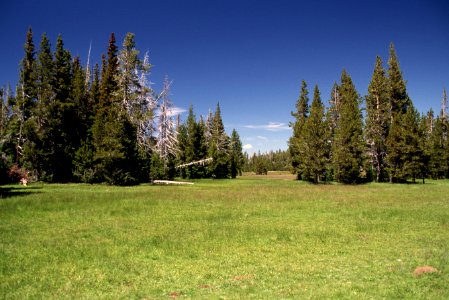 Three Creeks Meadow, Deschutes National Forest.jpg photo