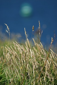 Grasses green blade of grass
