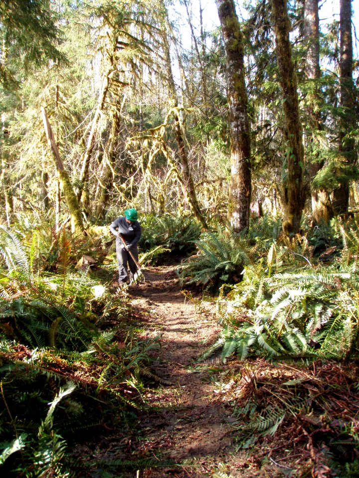 2020 February Olympic WTA and BCH volunteers work on Bogachiel Trail. Photos courtesy of Washington Trails Association. Washington Trails Association and Backcountry Horsemen volunteers provide critical mainenance to Olympic National Forest & Park trails.