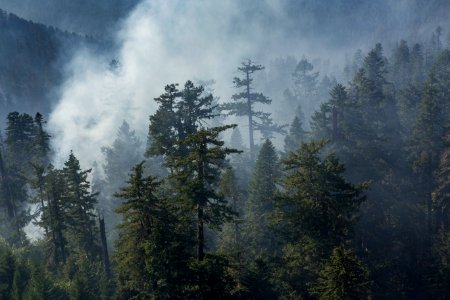trees-surrounded-by-smoke photo