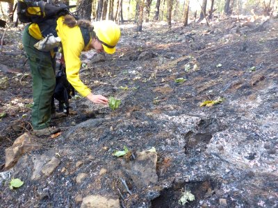 BAER Team member examining burn severity and assessing materials on the soil surface that accumulated after the burn, Eagle Creek Fire.jpb