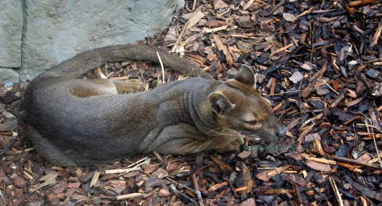 FOSA photo