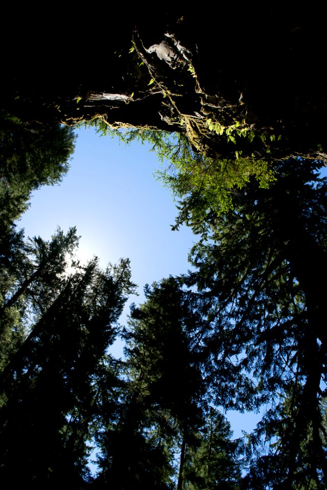 Grotto Falls Trail, Umpqua National Forest