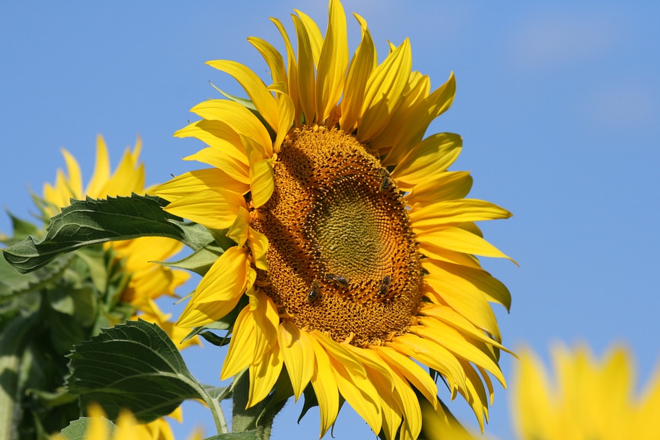 Yellow flower france