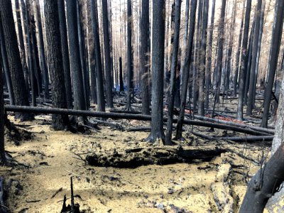 20200922 GPNF Siouxon Creek Trailhead post Big Hollow Fire by Matt Mawhirter