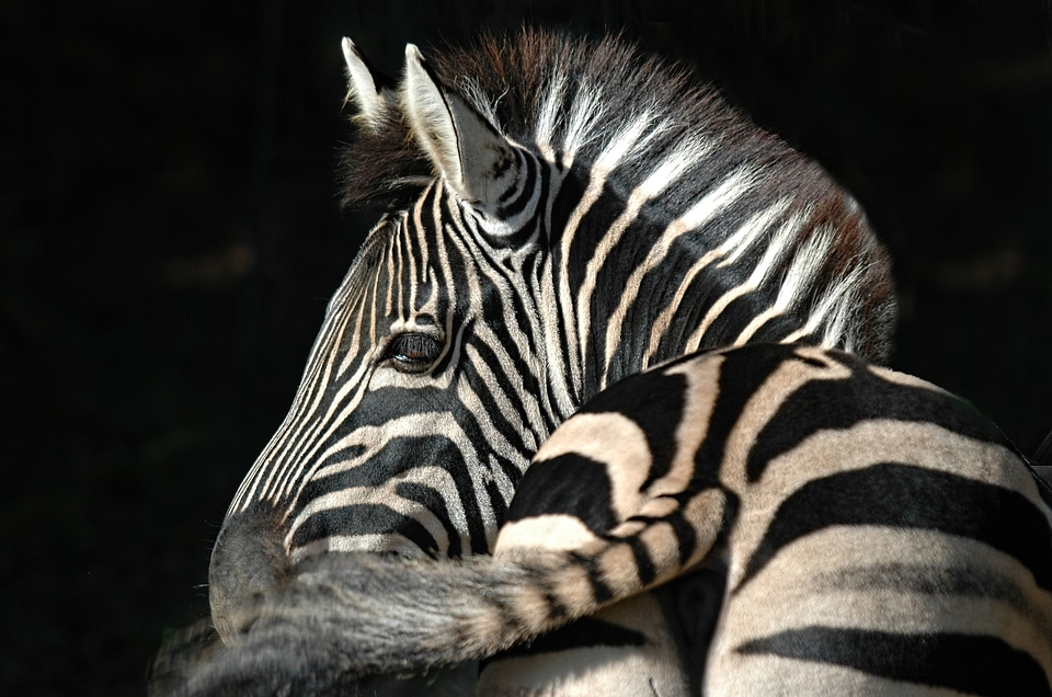 Animal ruminant mane