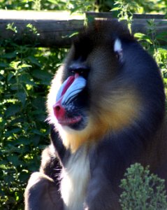 Wingham Wildlife Park