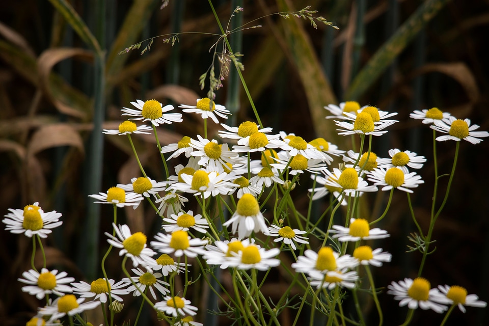 Medicinal herb medicinal plant chamomile flower