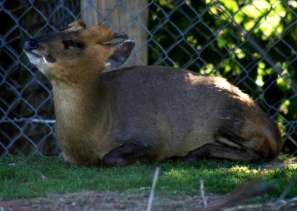Wingham Wildlife Park