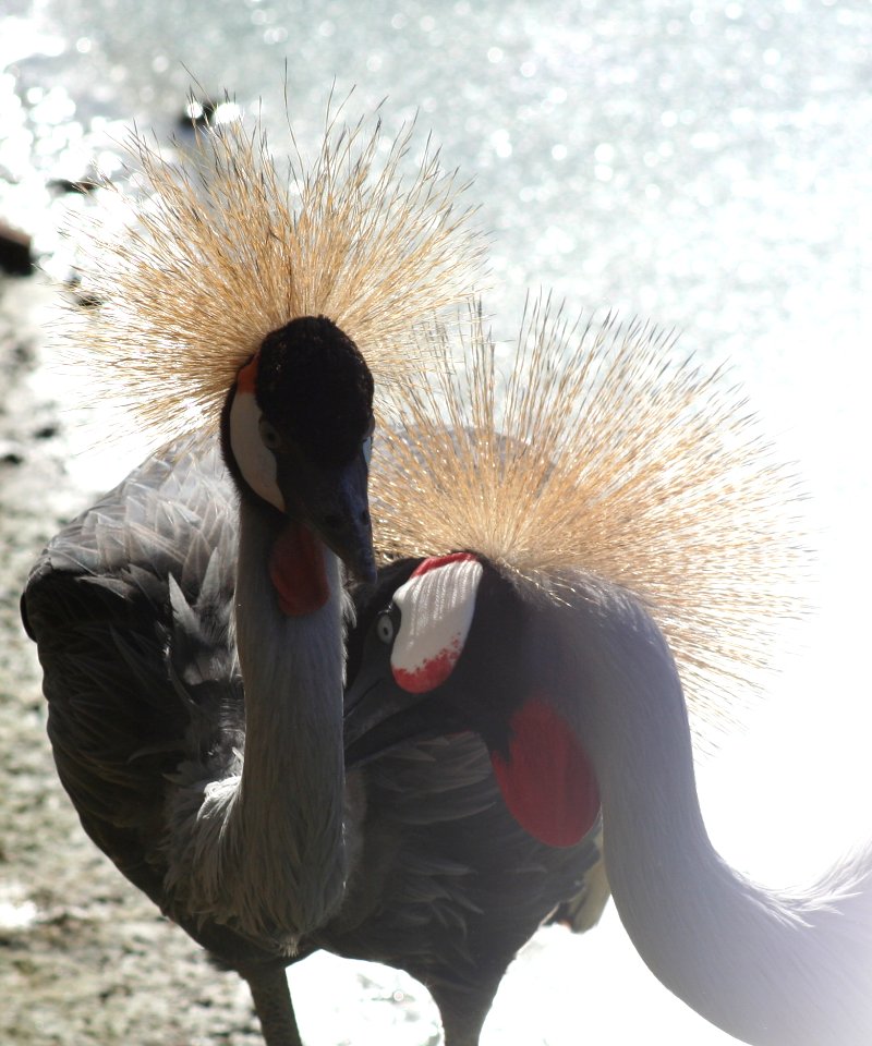 Wingham Wildlife Park