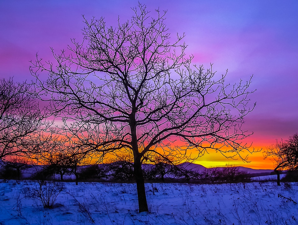 Tree winter snow