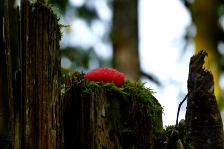 202011 Olympic Bright Red slime mold at the top of a small snag in the Willaby Campground 02 by Betsy Howell