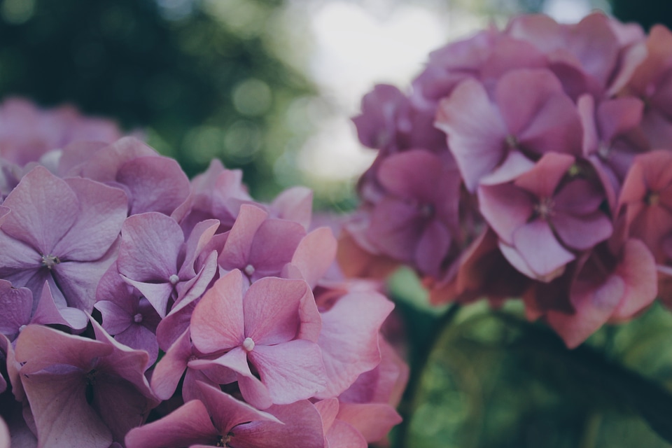 Blossom plant petal