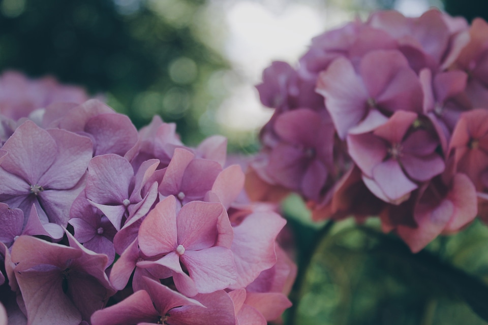 Blossom plant petal photo