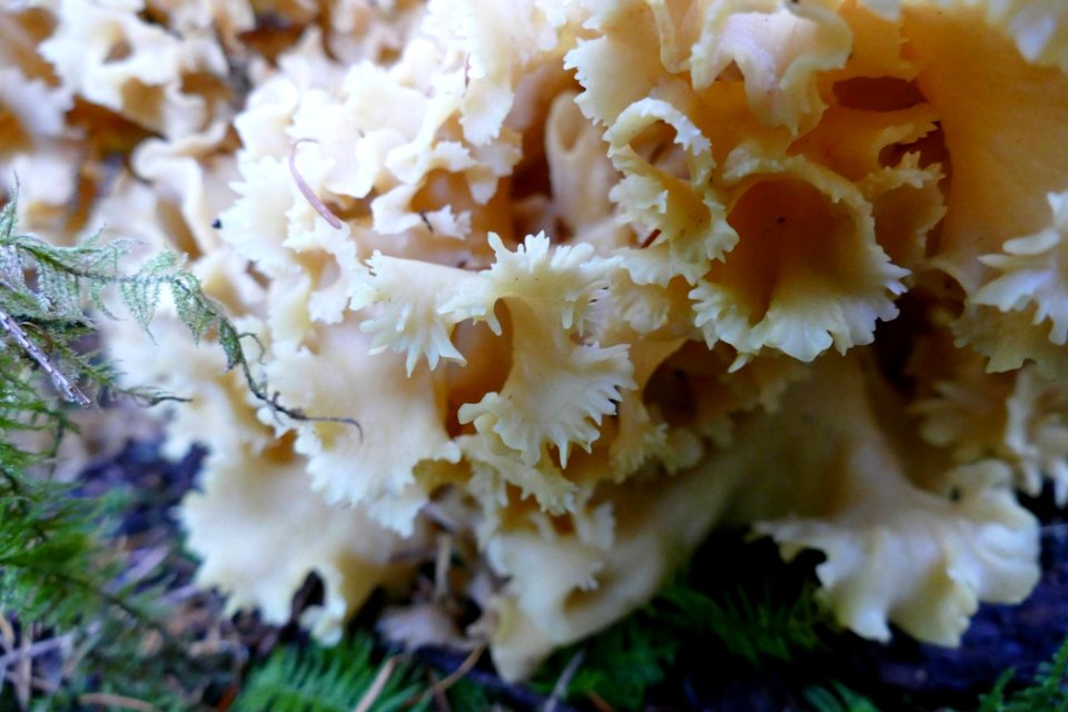 20191030 Olypmic Fungus with teeth USDA Forest Service photo by Betsy Howell.