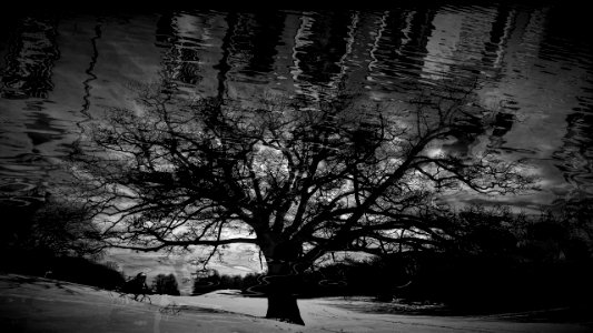 l'albero riflesso nell'acqua