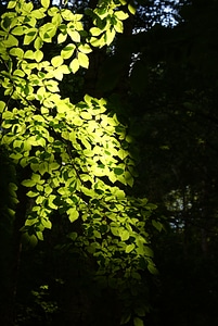 Beech light backlighting