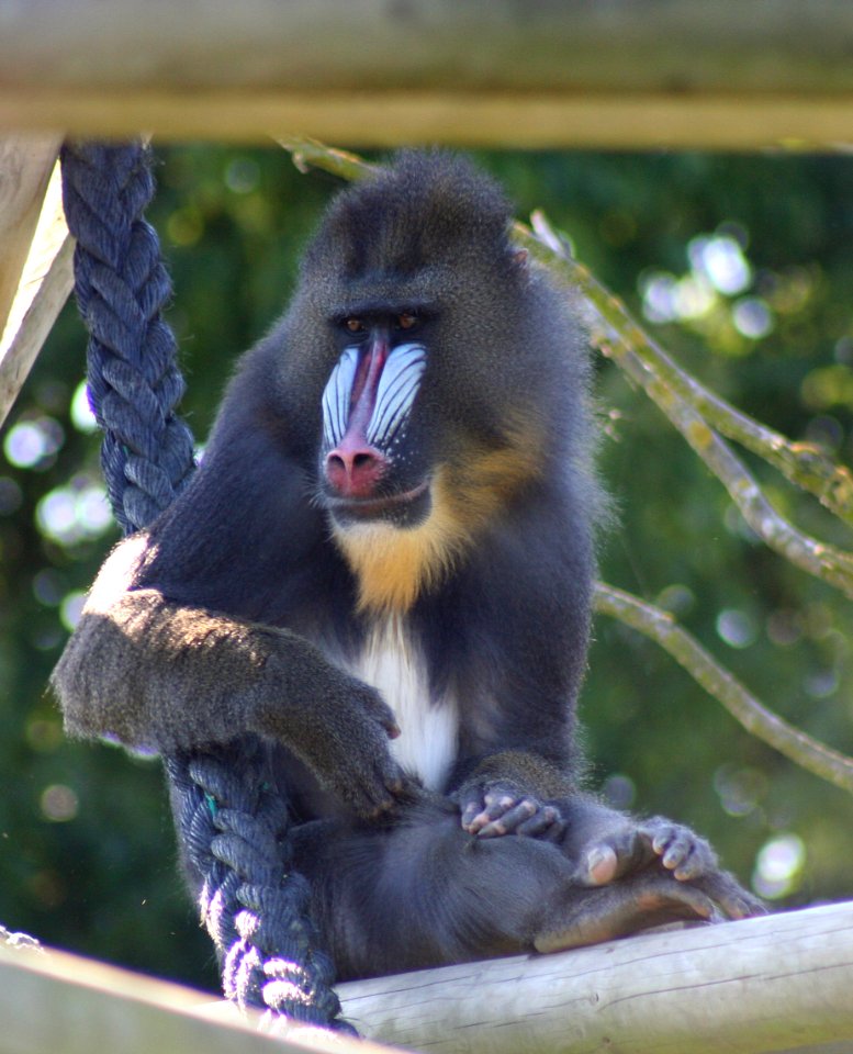 Wingham Wildlife Park