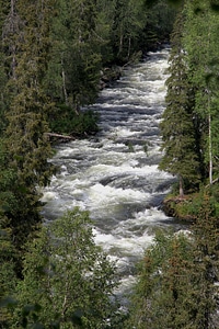 Kuusamo surfing concerned small bear round photo