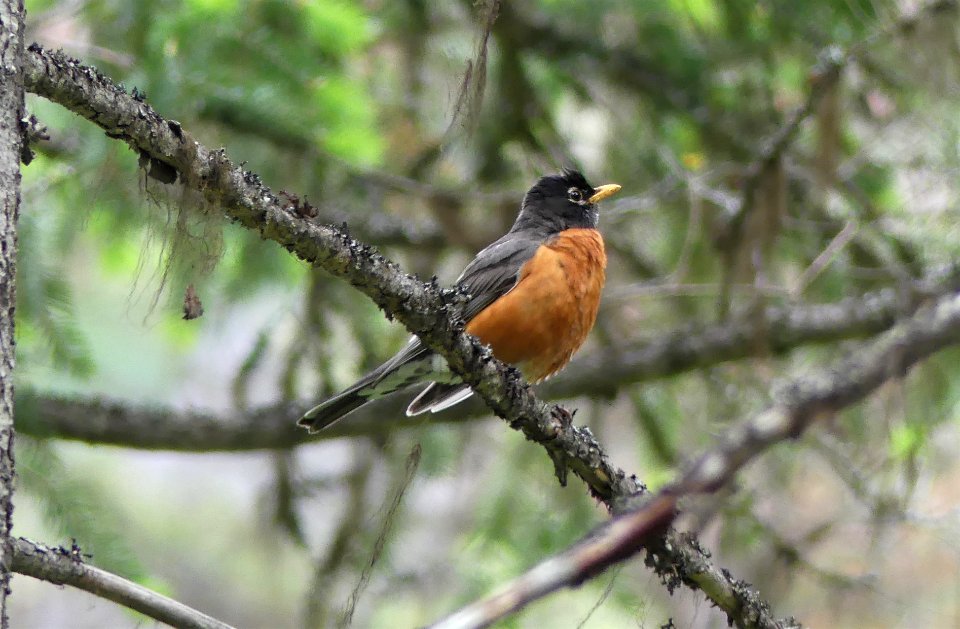 13 Mile Trail June 2020 robin by Sharleen Puckett
