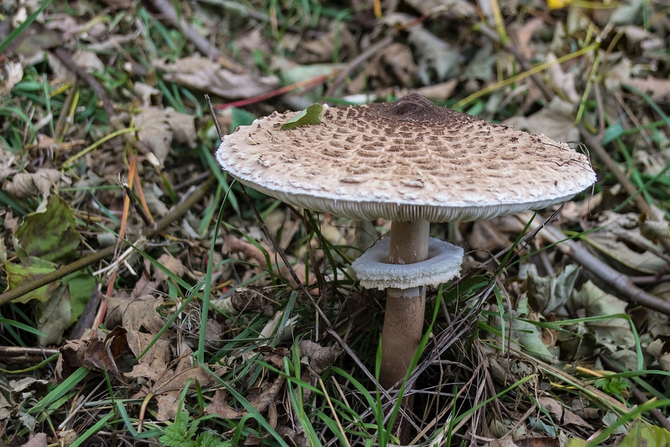 Giant screen fungus giant schirmling parasol