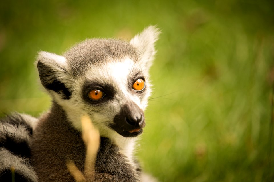 Lemur